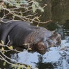 水に潜む