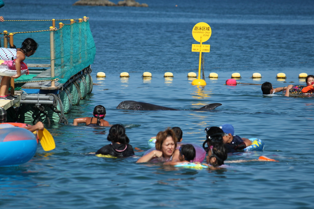 クジラと泳ぐ　2011