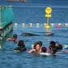 クジラと泳ぐ　2011