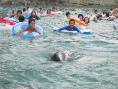 クジラと泳ぐ　2011
