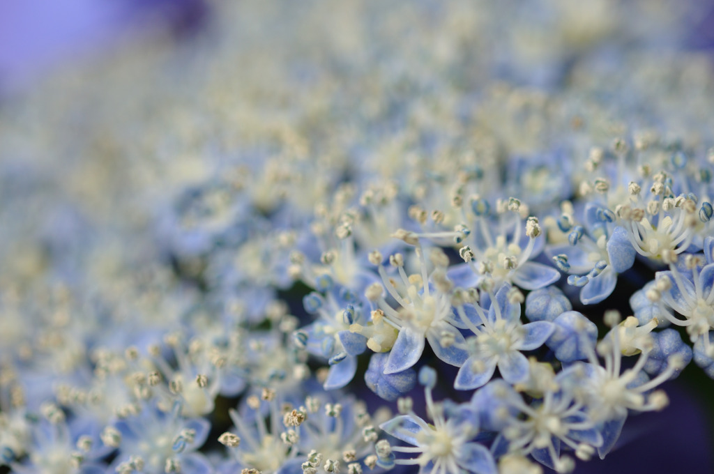 花の舞台２