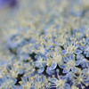 花の舞台２