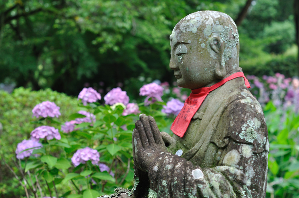 素敵な紫陽花が咲きますように