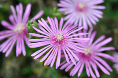 Flower Works