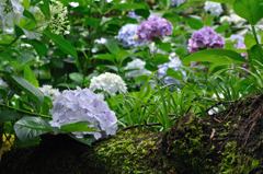 木紫陽花
