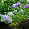 木紫陽花