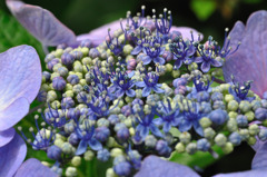 花の舞台
