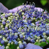 花の舞台