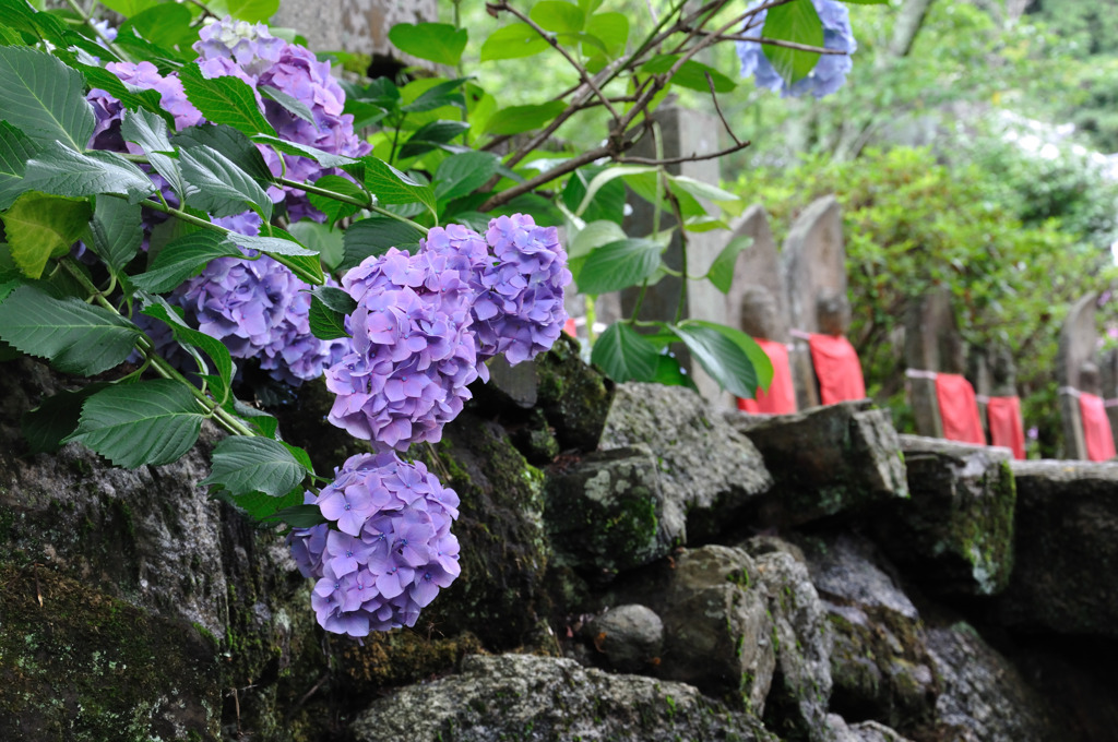 岩紫陽花