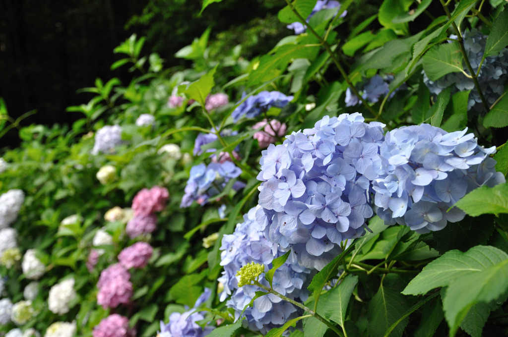 大きな紫陽花