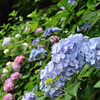 大きな紫陽花