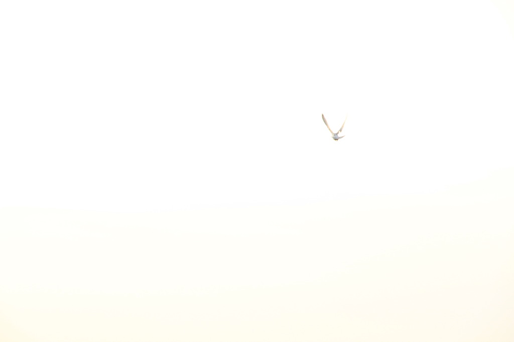 Ｖ
