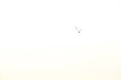 Ｖ