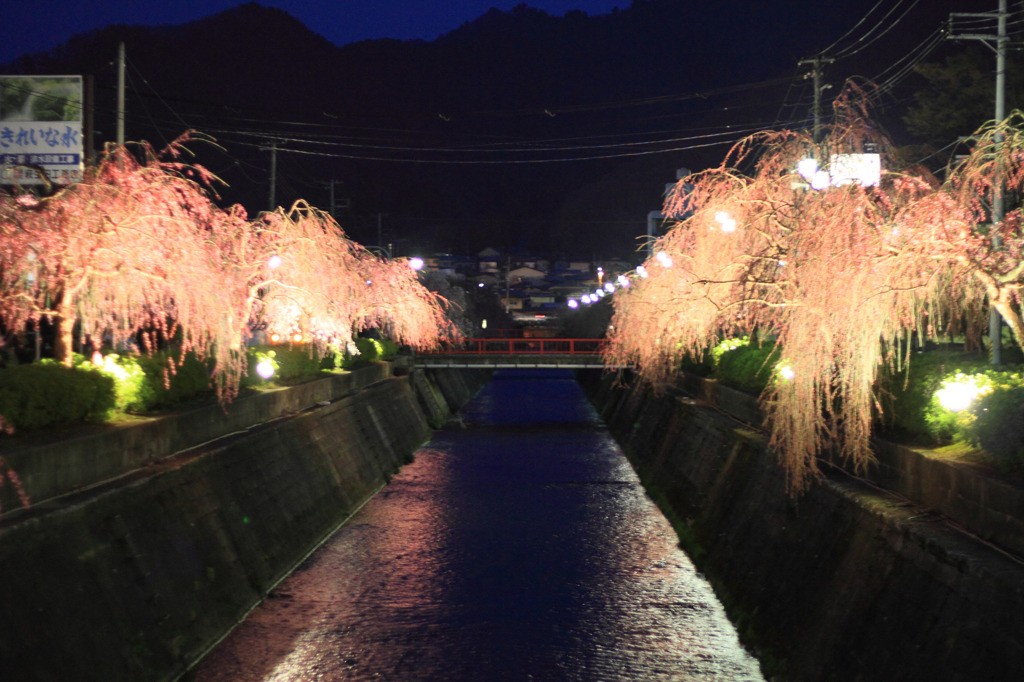 天童、しだれ桜、夜。