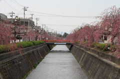 天童、しだれ桜、昼。