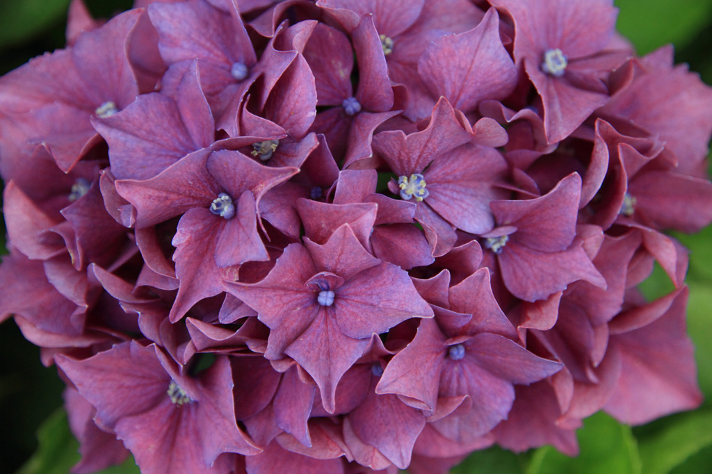 fireworks flower