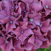 fireworks flower