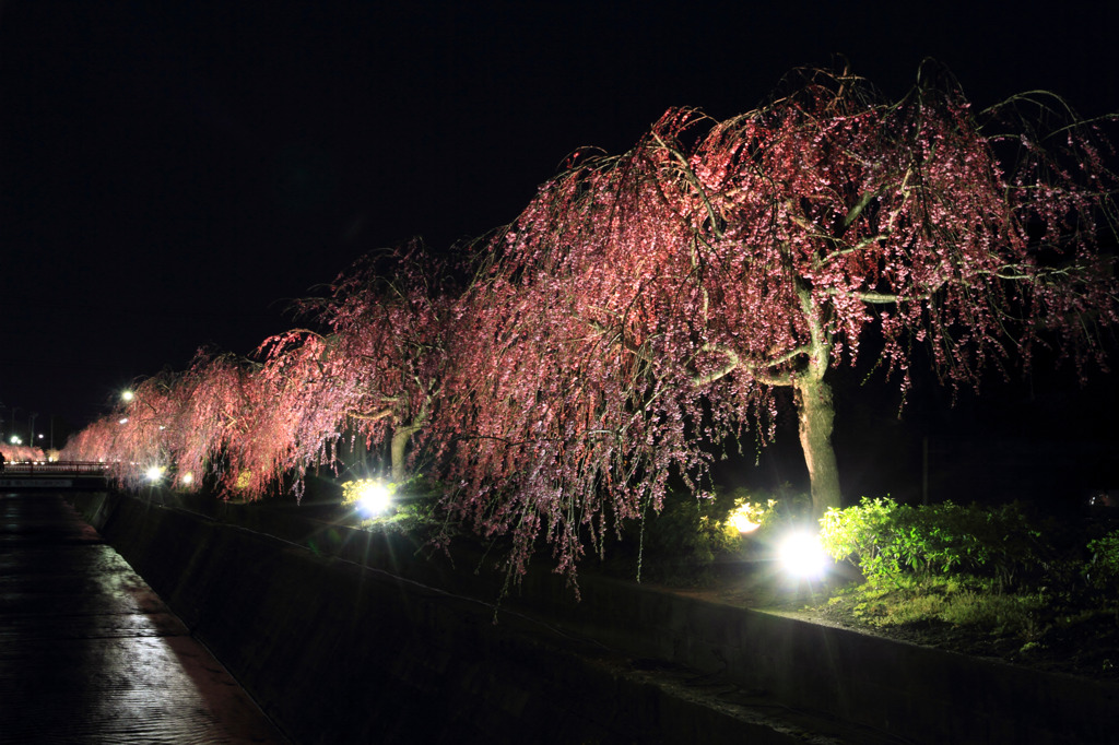 春旅の明かり