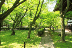 裏庭、ＧＲＥＥＮ
