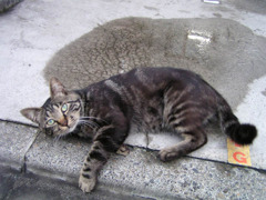 暑いよねぇ