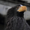 籠の鳥