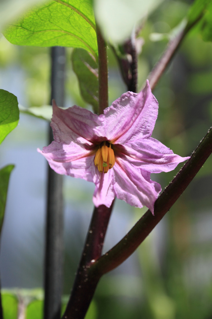 茄子の花