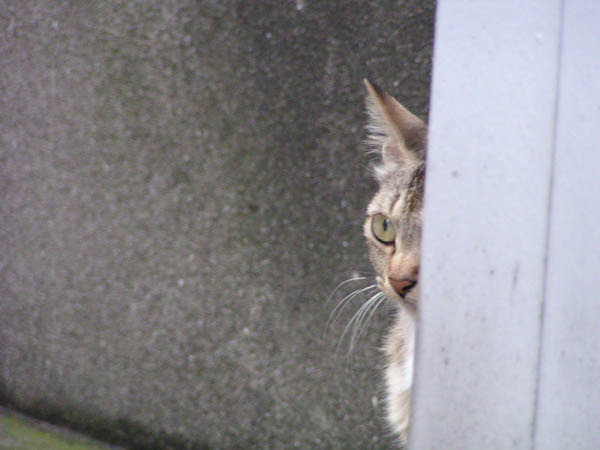 猫は見た