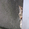 猫は見た