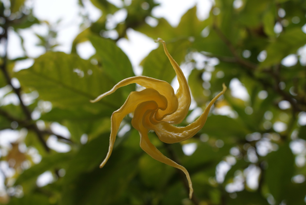 花？