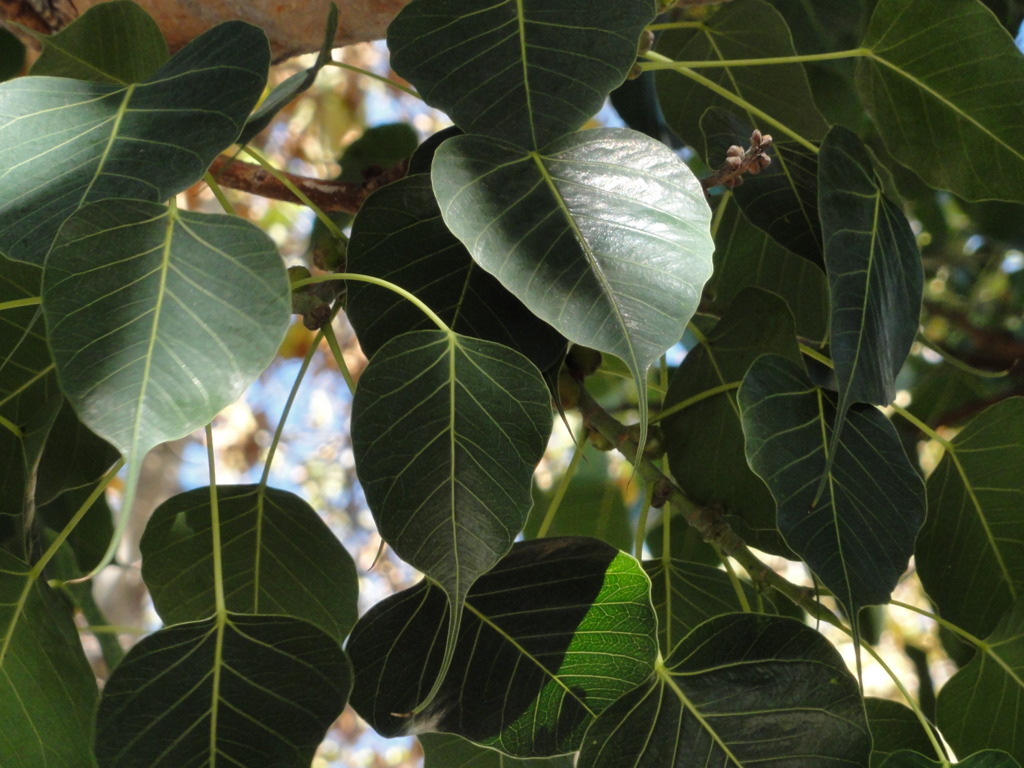 Sacred Banyan
