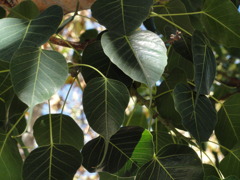 Sacred Banyan