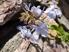 Cape Plumbago