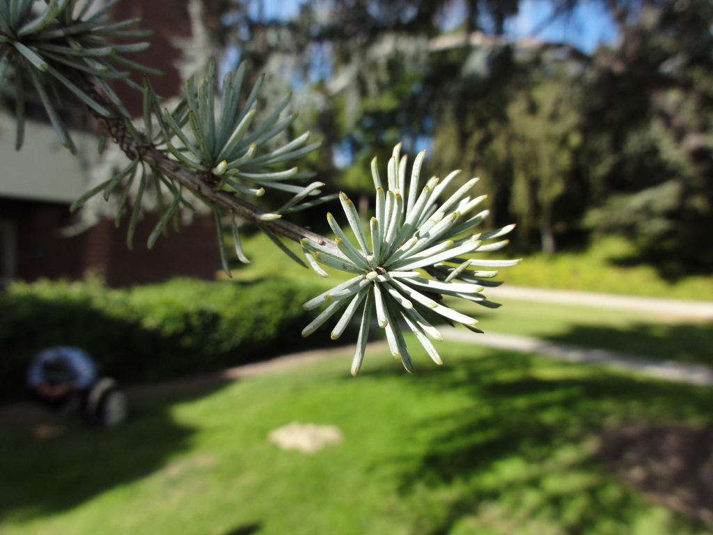 Blue Atlas Cedar