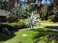 Blue Atlas Cedar
