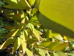 Queensland Kauri 2