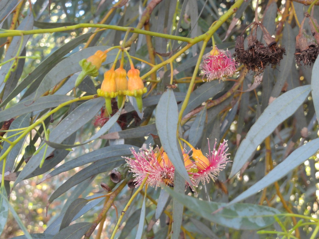 Coral Gum