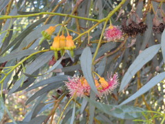 Coral Gum