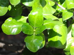 Mirror Plant