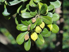 Mock Orange