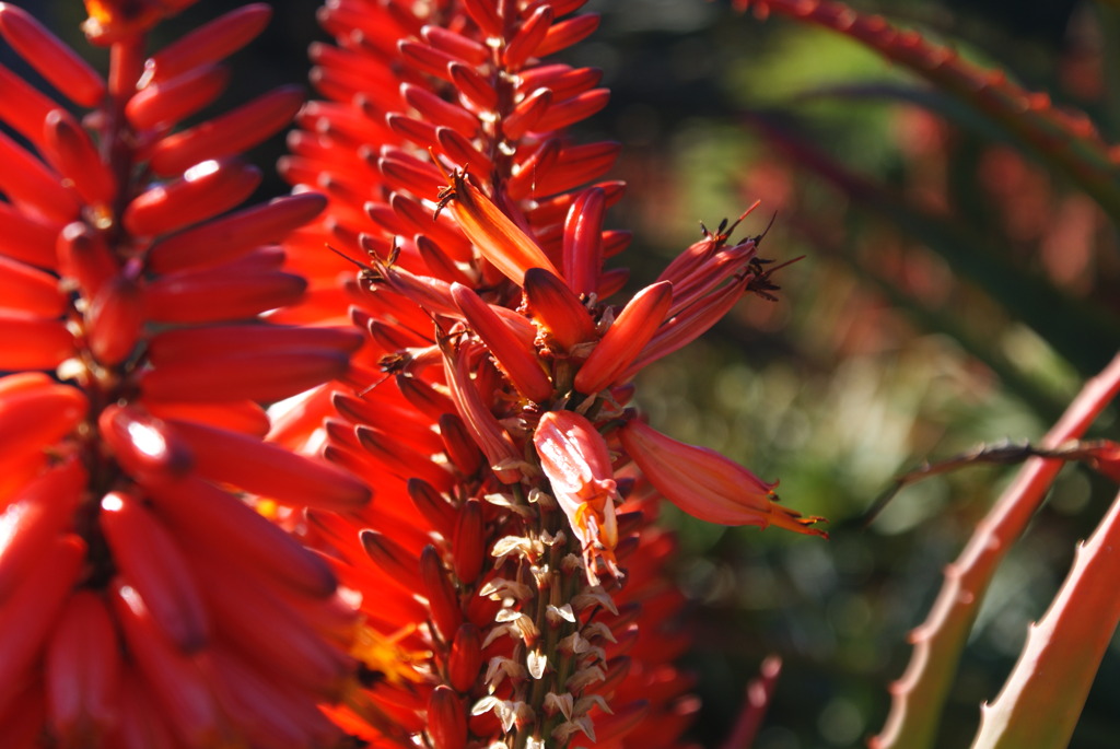Huntington Library and Art