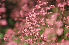 Coral Bells