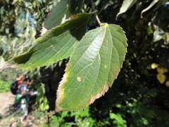 Hackberry