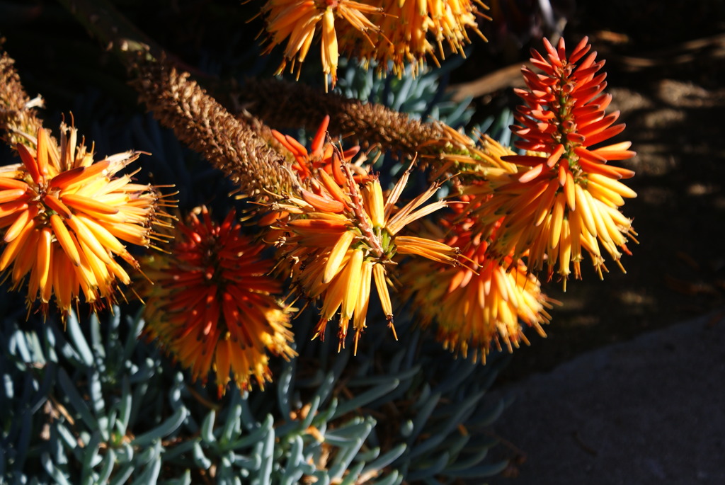 Huntington Library and Art