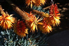 Huntington Library and Art