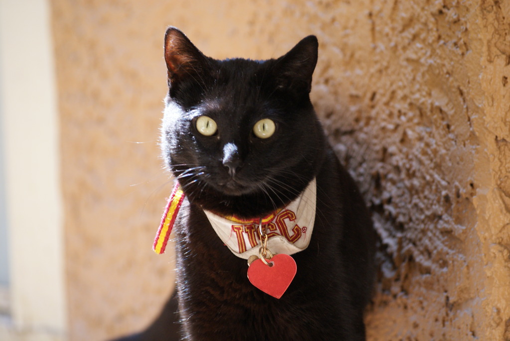 猫