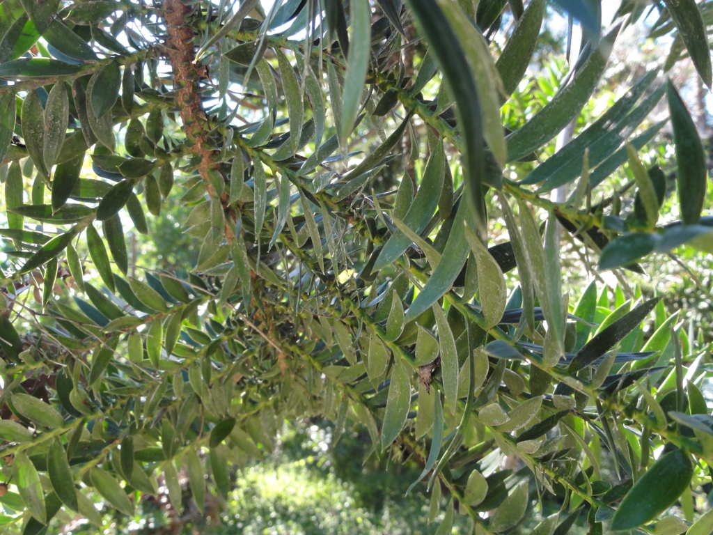 Bunya-Bunya