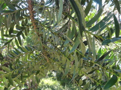 Bunya-Bunya