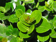 Natal Plum