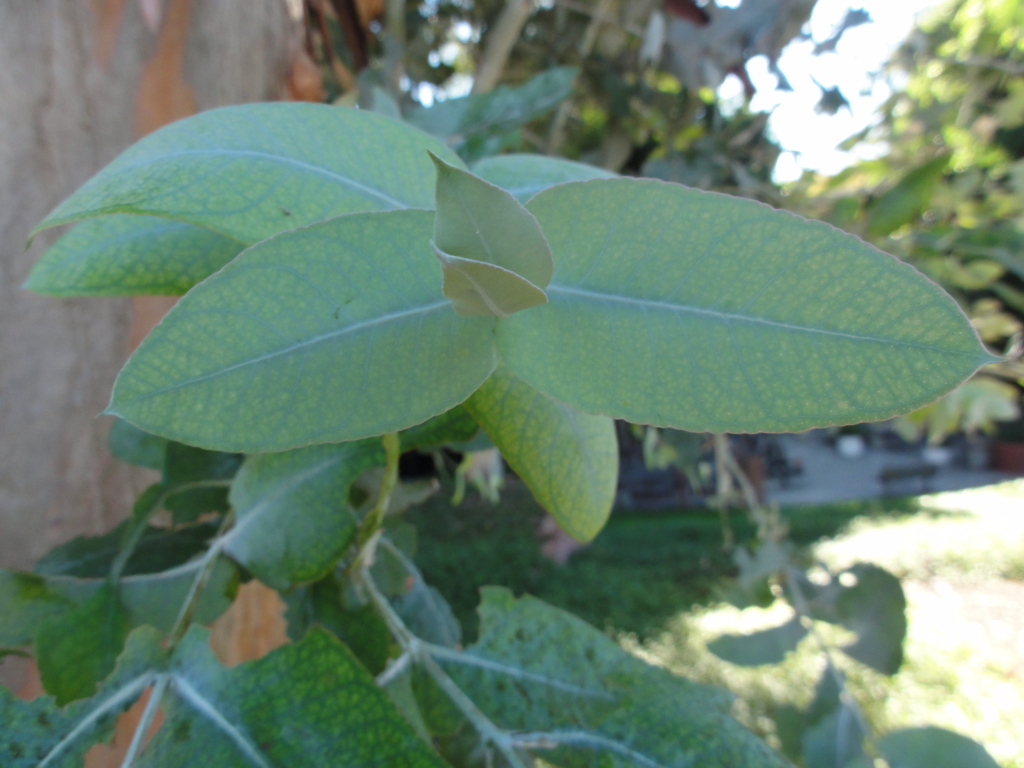 Blue Gum