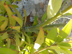 Queensland Kauri 